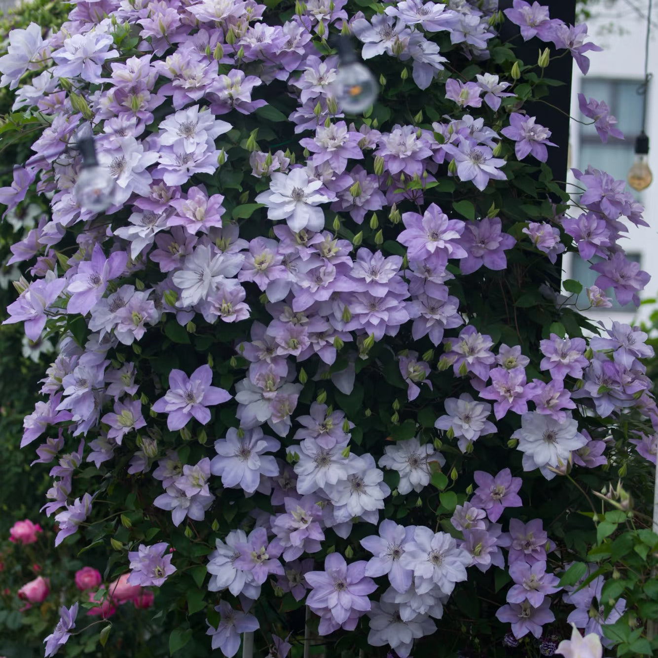 Clematis vine