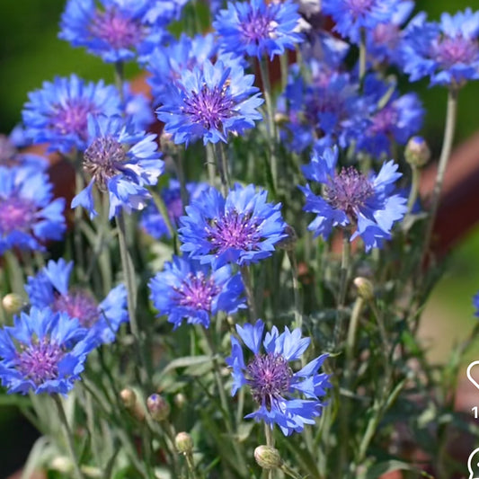 Cornflower
