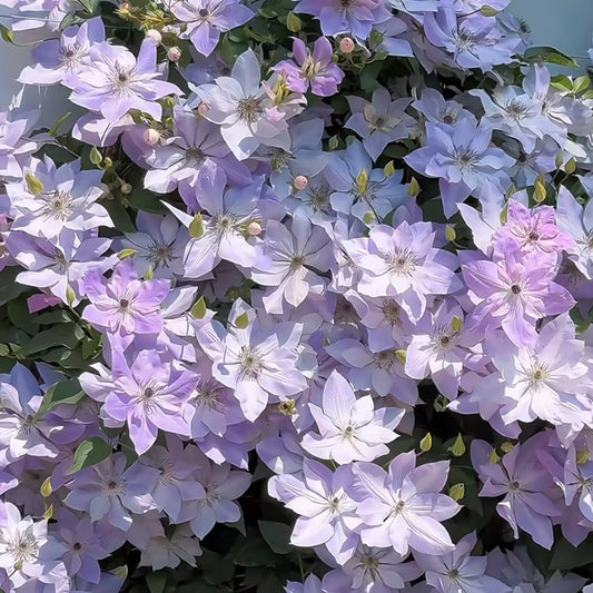 Clematis vine