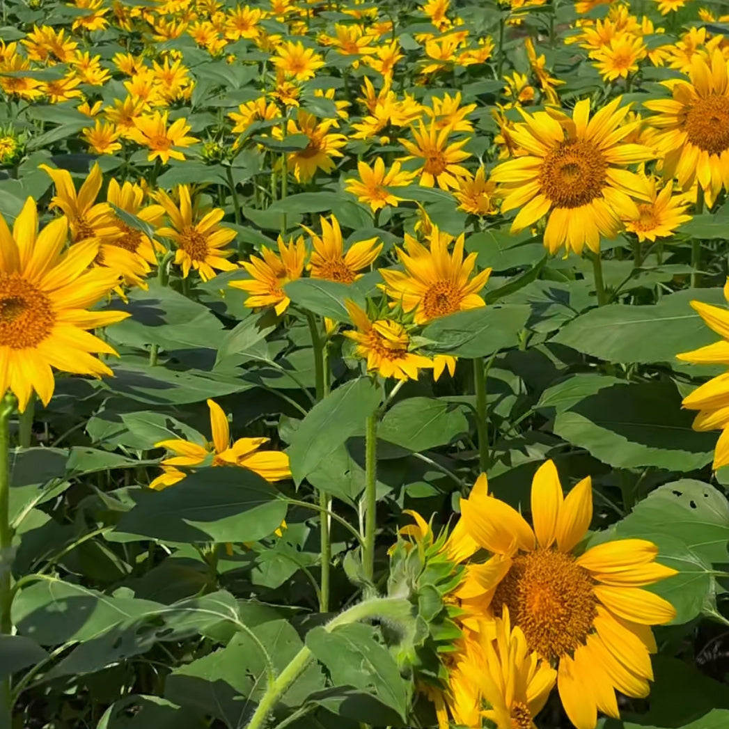 Giant sunflower