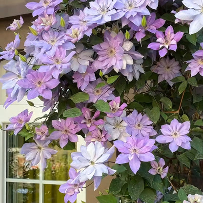 Clematis vine