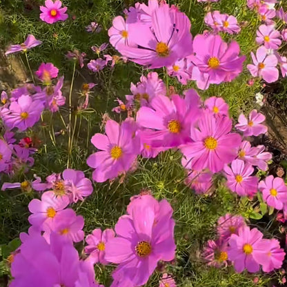 Cosmos