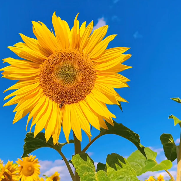 Giant sunflower