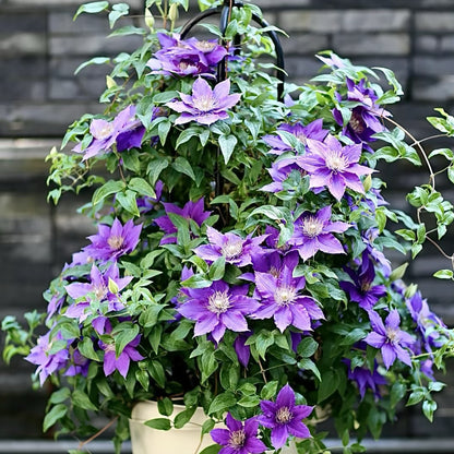 Clematis vine