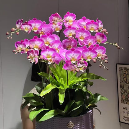 Orchid