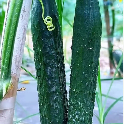 Cucumber
