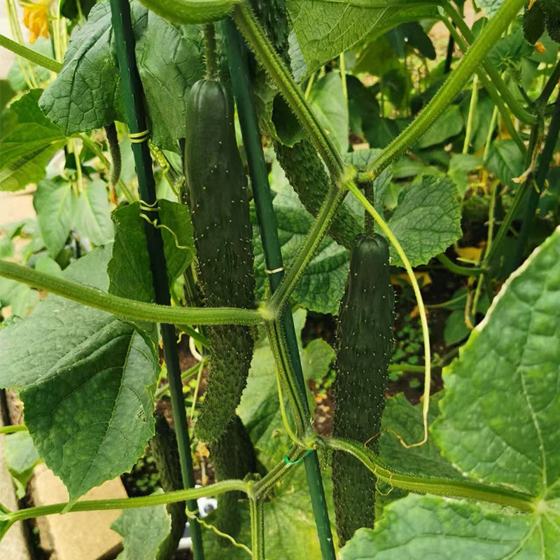 Cucumber