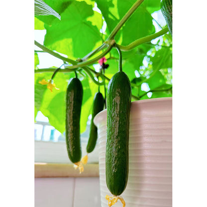 Fruit Cucumber