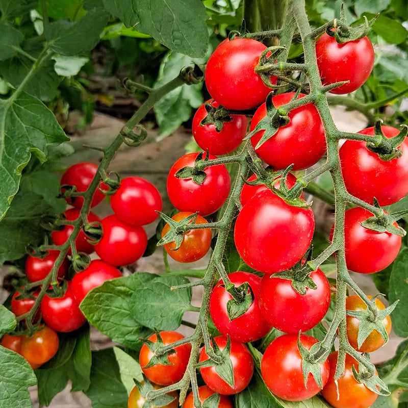 Mixed Tomatoes