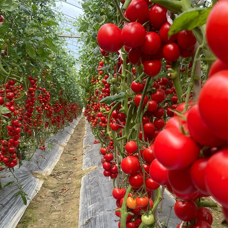 Mixed Tomatoes