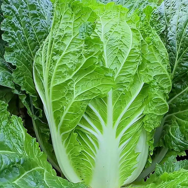 Mixed Vegetables