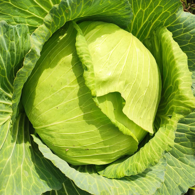Mixed Vegetables