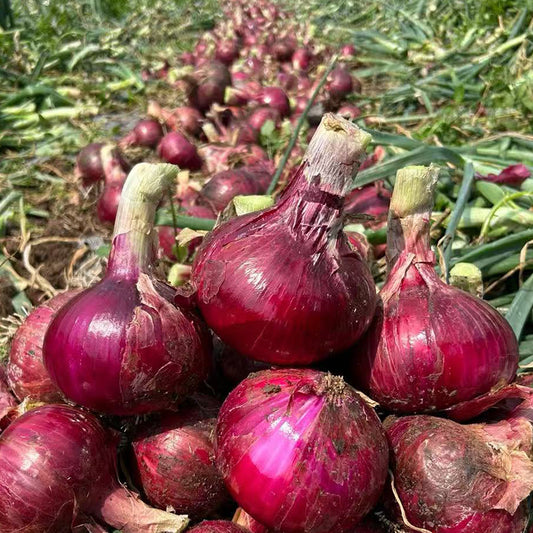 Onion