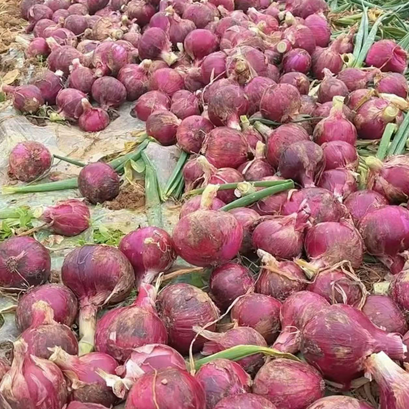 Onion