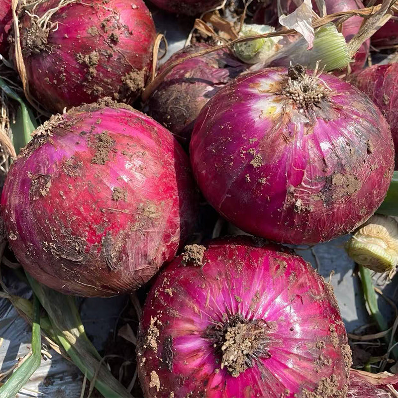 Onion
