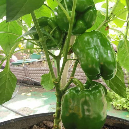 Sweet Pepper