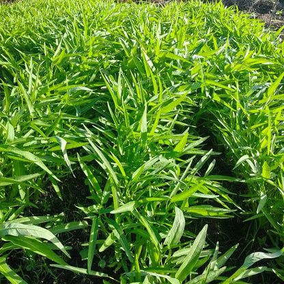 Water spinach