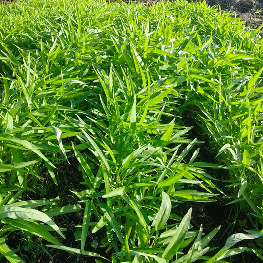 Water spinach