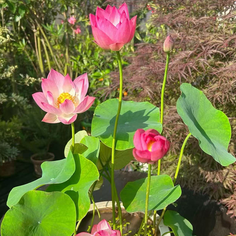 Bowl Lotus