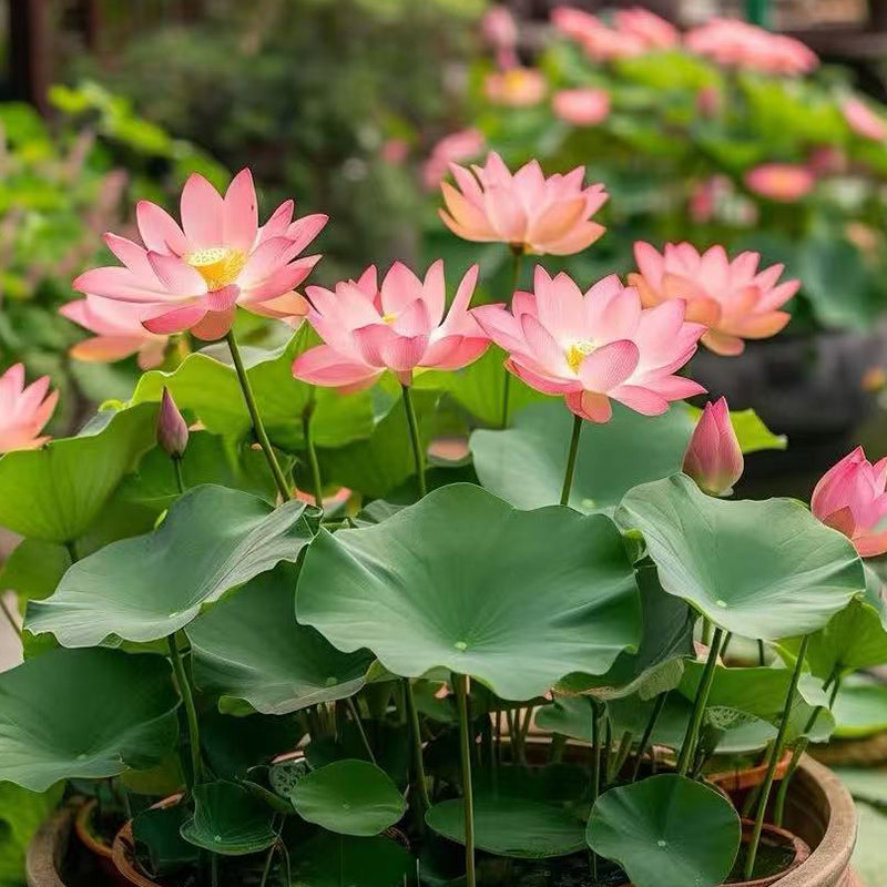 Bowl Lotus