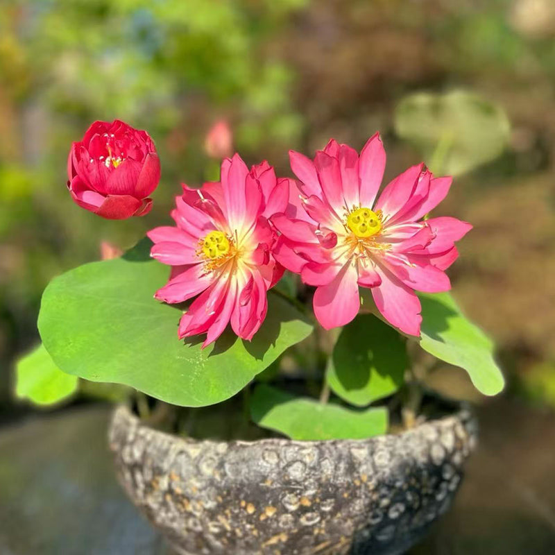 Bowl Lotus