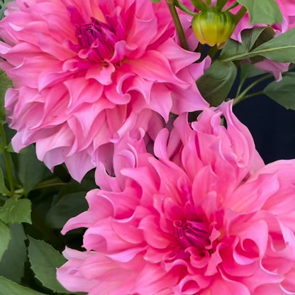 Dahlia
