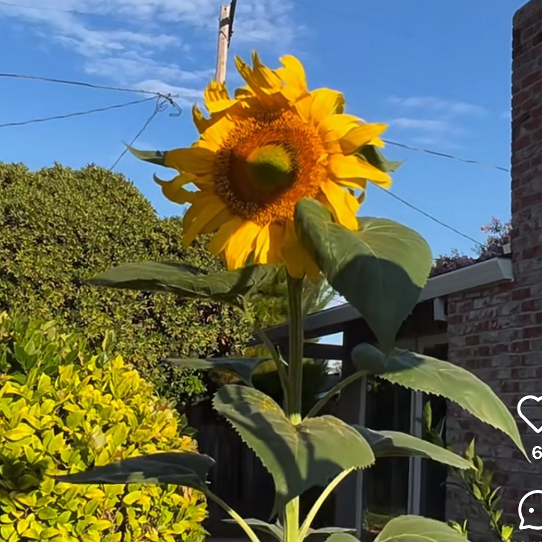 Giant sunflower