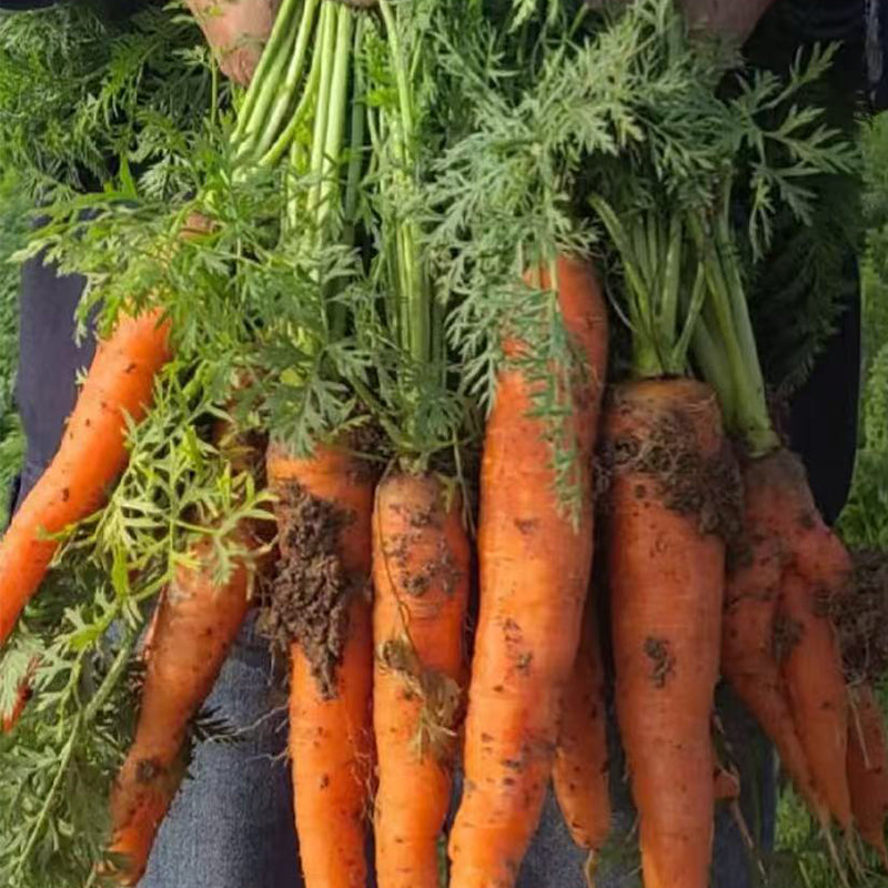 Carrot