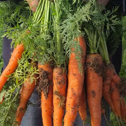 Carrot