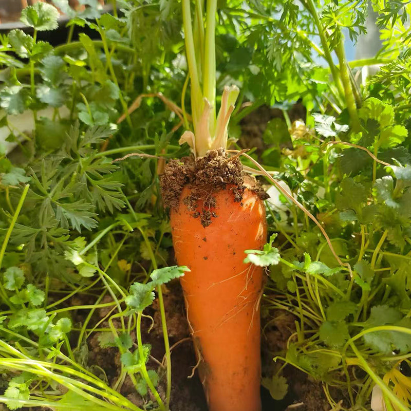 Carrot