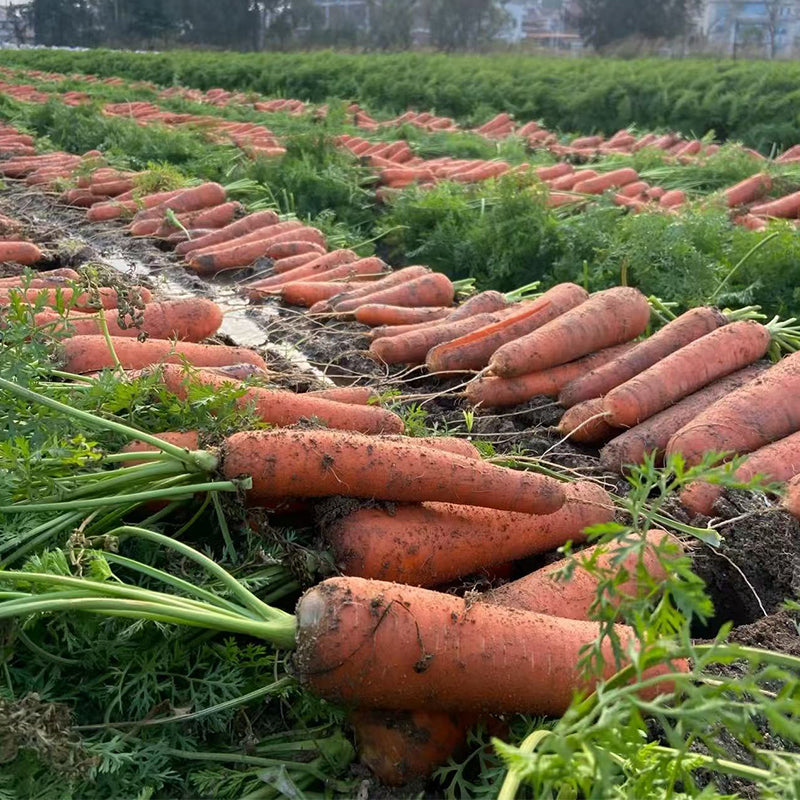 Carrot