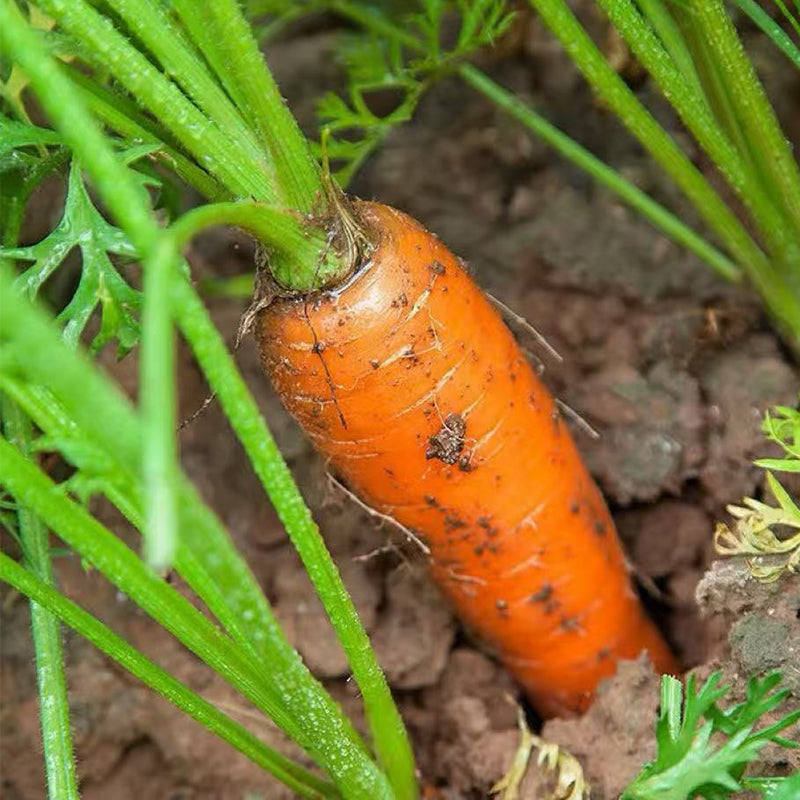 Carrot