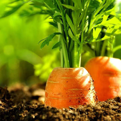 Carrot