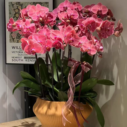 Orchid