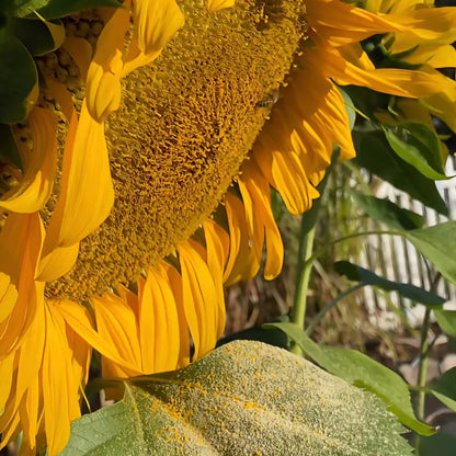Giant sunflower