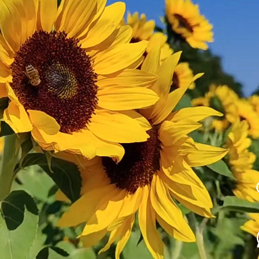 Giant sunflower
