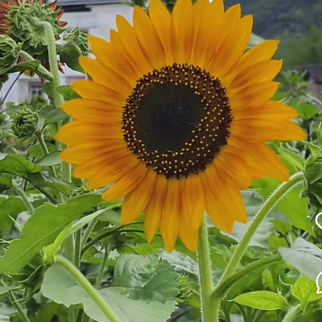 Giant sunflower