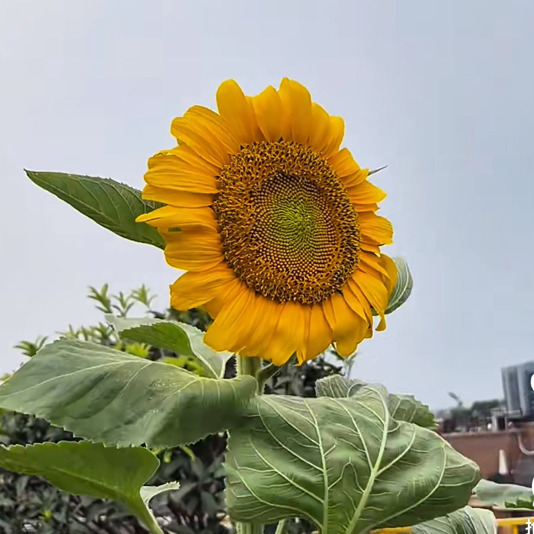Giant sunflower