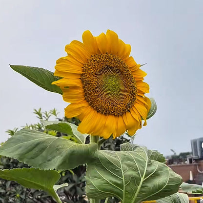 Giant sunflower
