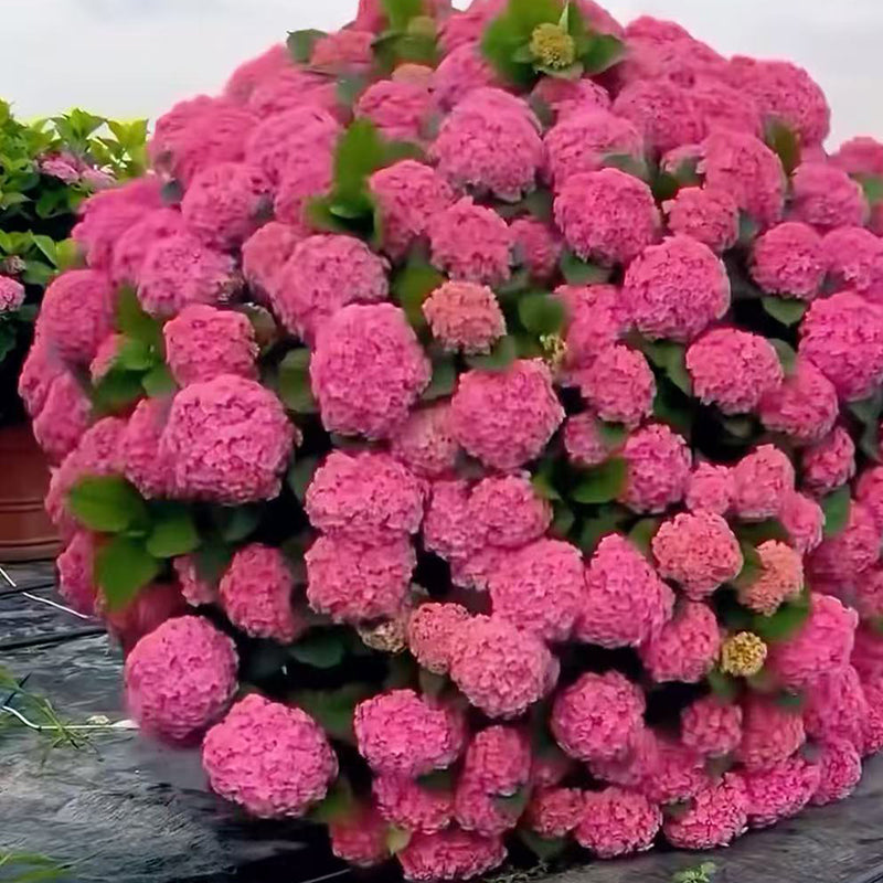 Hydrangea