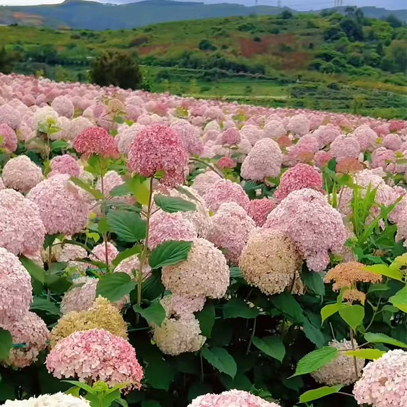 Hydrangea