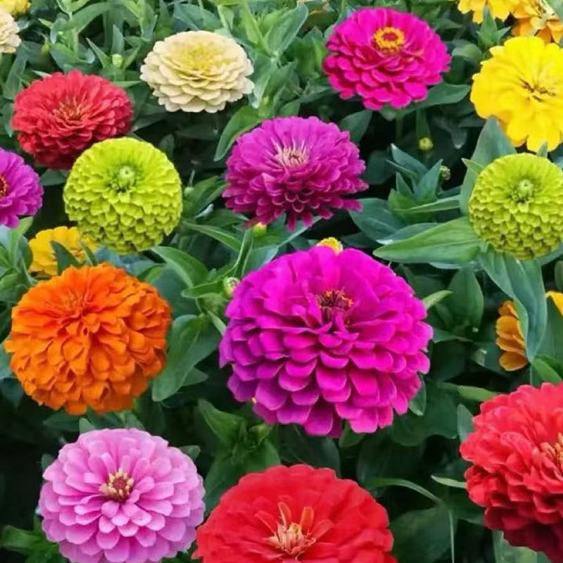 Zinnia seeds pack