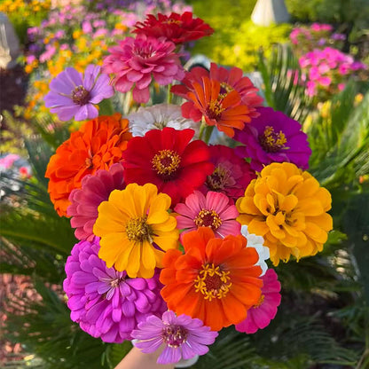 Zinnia seeds pack