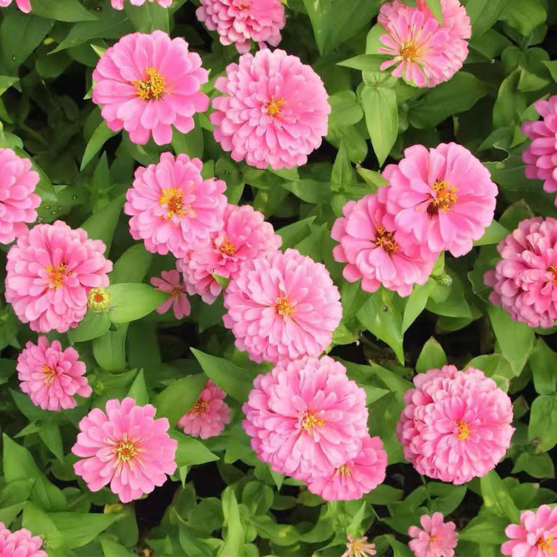 Zinnia seeds pack