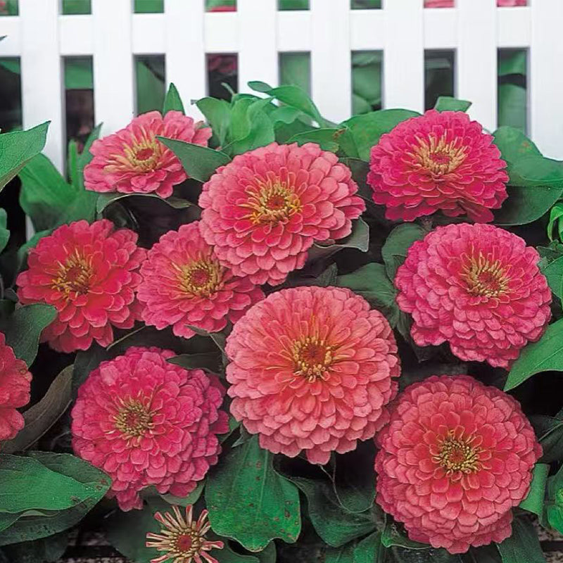 Zinnia seeds pack