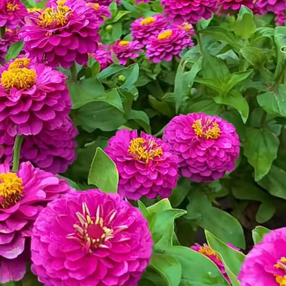 Zinnia seeds pack