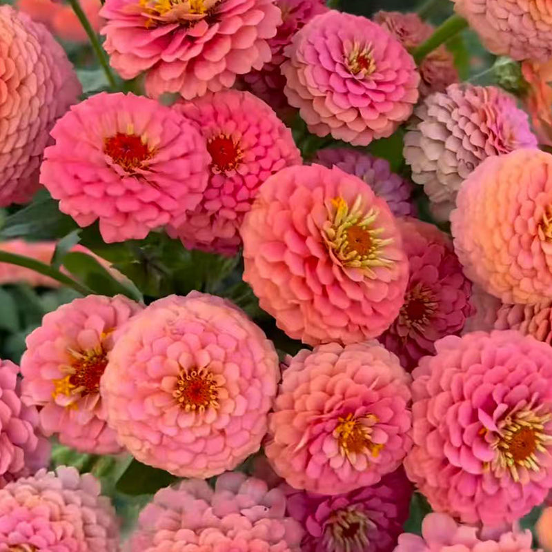 Zinnia seeds pack
